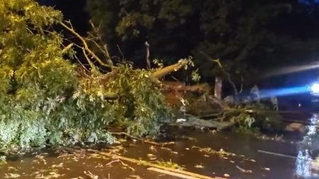 Un copac a cazut peste o masina, in Harghita. O persoana este ranita