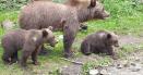 Ursii au bagat spaima in satenii din Gorj. Fiarele au intrat in casa unei batrane singure si au furat toata mancarea