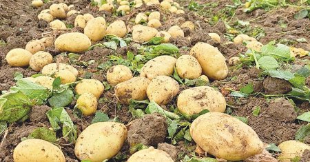 Cu ce se presara toamna pamantul pentru ca recolta de cartofi sa fie de doua ori mai bogata