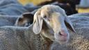 Un cioban a intrat cu turma de oi printre blocurile din comuna <span style='background:#EDF514'>GIROC</span>, in Timis