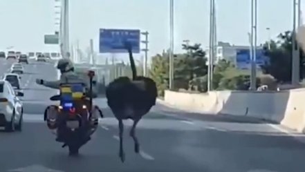 Un strut a produs haos pe o autostrada din China. Politistii s-au chinuit sa-l prinda, un agent a cazut de pe motocicleta | VIDEO