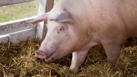 Ministerul Agriculturii: Voucher pentru crescatorii de porci