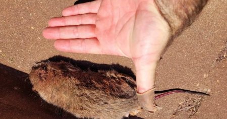 Ciuma de sobolani se raspandeste in orasele de pescari din Australia. Au distrus o masina peste noapte