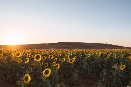 Cum sa plantezi floarea soarelui pentru recolte bogate ?