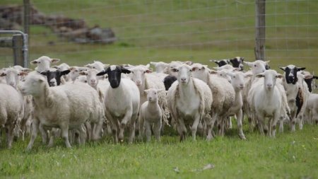Australia are prea multe oi, iar unii fermieri au inceput le dea gratis