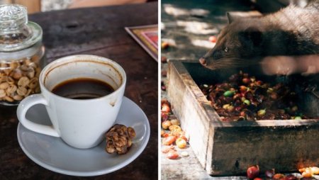 Kopi Luwak, cea mai scumpa cafea din lume, este produsa dupa defecarea pisicii zibete. Pretul este prohibitiv