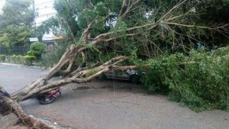 Vantul napraznic a rupt 12 copaci in Bucuresti. Sase masini au fost <span style='background:#EDF514'>AVARIATE</span>