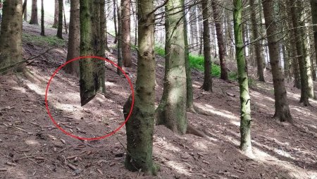 Aceasta imagine nu este trucaj. Expert forestier, despre <span style='background:#EDF514'>MOLID</span>ul plutitor descoperit intr-o padure din Germania | VIDEO