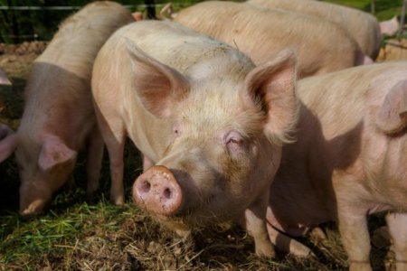 O noua tulpina de gripa porcina, detectata in premiera in Marea Britanie, la o persoana