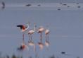 Gripa aviara ucide sute de pasari flamingo in Argentina