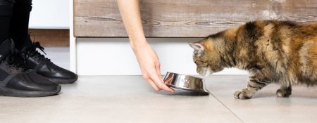 Pisica nu mananca: Ghid pentru Stapanii de Pisici Mofturoase