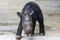 Un pui de rinocer de Sumatra, animal aflat in pericol critic de disparitie, s-a nascut in Indonezia