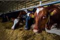 Topul marilor crescatori de vaci din Romania. Cine detine ferma cu 13.000 de animale