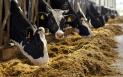UE exclude fermele de bovine de la regulile privind emisiile poluante ale activitatilor agricole si industriale