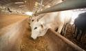 UE exclude fermele de bovine de la regulile privind emisiile poluante ale activitatilor agricole si industriale