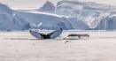 Jurnal de Nord, Groenlanda. Ziua 3: Am reusit sa vad primele balene din viata mea
