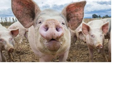 Prima persoana contaminata cu o tulpina similara gripei porcine, in Marea Britanie