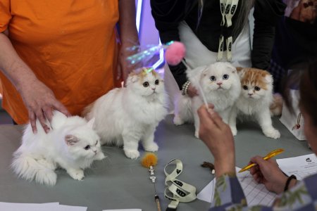 FOTO. Pisicile au pus stapanire pe un mall din Capitala. Peste 250 de exemplare participa la Expozitia Internationala Feline WCF