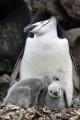Studiu: Parintii pinguini dorm doar cateva secunde pentru a-si proteja puii