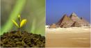 <span style='background:#EDF514'>PLANTA</span> care face minuni pentru sanatate! Frunzele ei uscate au fost gasite si in piramidele din Egipt