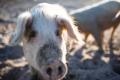 Ministrul agriculturii: Romanii isi pot vinde porcii crescuti in gospodarii, atat in perioada Craciunului, cat si pe tot parcursul anului