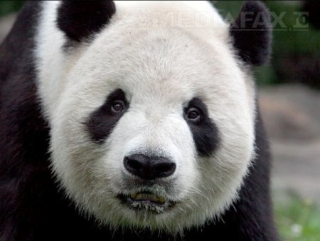 Singurii ursi panda gigant din Marea Britanie se intorc in China dupa 12 ani