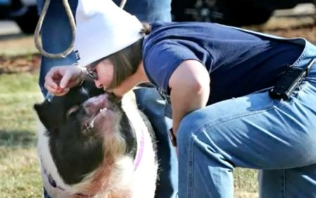 Directoarea unei scoli din SUA a pupat un porc pe rat, dupa un pariu pierdut cu elevii. Imaginile au devenit virale