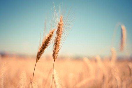 Autoritatea Vamala Romana anunta ca in <span style='background:#EDF514'>ULTIME</span>le 6 luni nu au fost inregistrate importuri de cereale din Ucraina