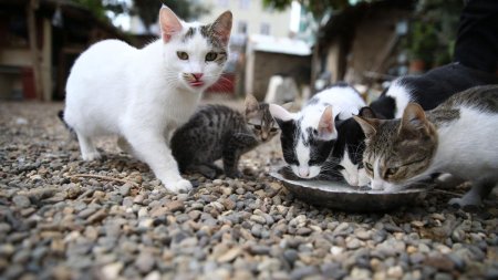 Noi descoperiri din lumea pisicilor. 5 lucruri uimitoare despre micile feline