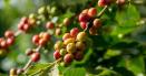 Lumea va avea mai putina cafea robusta: Multi cultivatori s-au axat pe <span style='background:#EDF514'>AVOCADO</span>