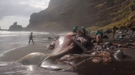 O balena moarta a fost descoperita pe tarmurile din La Palma. Cercetatorii au ramas surprinsi de comoara gasita in stomacul mamiferului