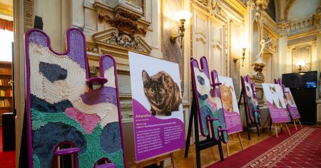 Miaunismul: cand creativitatea pisicilor devine arta