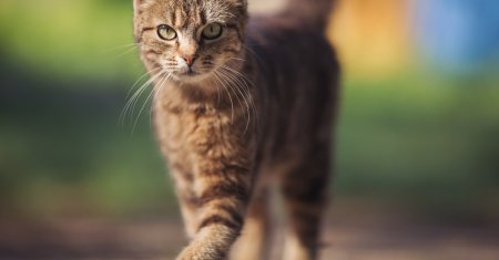 A fost salvata de pisici! O tanara din Timisoara a scapat din ghearele mortii datorita felinelor ei