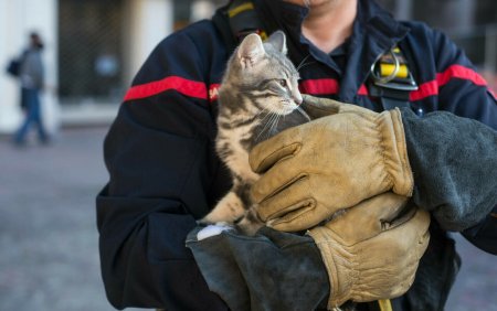 Gest emotionant. O pisica salvata dintr-un incendiu a intrat din nou in foc pentru ca in casa avea pui