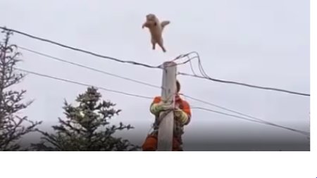 Saltul viral al pisicii Coco de pe un stalp de inalta electricitate, exact cand un pompier urcase sa o salveze, in Canada | VIDEO