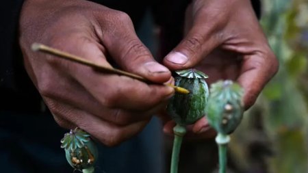 Myanmarul detroneaza Afganistanul si devine primul producator mondial de opiu in 2023, arata ONU intr-un raport