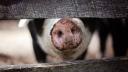 Pericolul din carnea de porc | Dr. Tudor Ciuhodaru: 