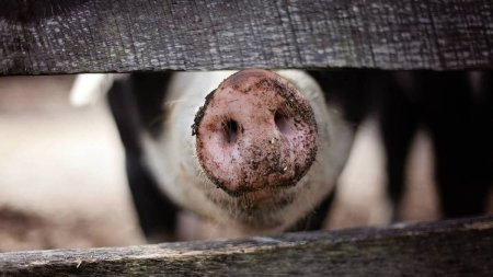 Pericolul din carnea de porc | Dr. Tudor Ciuhodaru: Sunt bacterii care rezista la temperaturi foarte mari | Riscurile la care se expun romanii