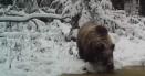 Un urs insetat, un ras singuratic si un iedut de capra neagra trec peste obstacolele iernii. Imagini spectaculoase VIDEO