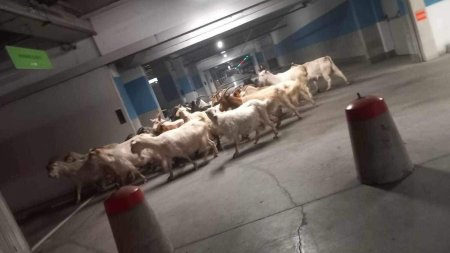 Peste 50 de capre, evacuate de <span style='background:#EDF514'>LA MALL</span>, la Targu Jiu. Imaginile au devenit virale