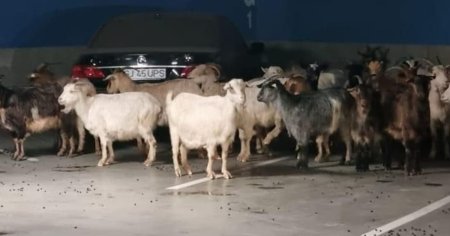 O turma de capre, ratacita, a ajuns in parcarea subterana a mall-ului din Targu Jiu
