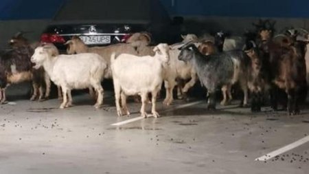 Peste 50 de capre, evacuate de <span style='background:#EDF514'>LA MALL</span>, in Targu Jiu!