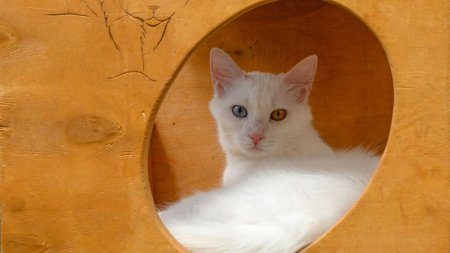 De ce pisicile prefera sa se ascunda in cutii de carton