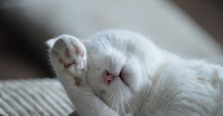 Motivul surprinzator pentru care pisica doarme la picioarele tale. Explicatia pentru care face acest lucru
