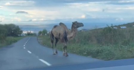 VIDEO. Conducea linistit cand in fata i-a aparut o camila. La Cluj, nu in Dubai. De cand avem <span style='background:#EDF514'>CAMILE</span>?