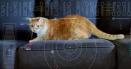 Videoclip cu o pisica, trimis la 30 de milioane de kilometri in spatiu de NASA. Care a fost scopul unui asemenea experiment VIDEO