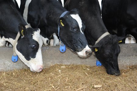 Cat lapte pot sa vanda micii producatori direct din ferma de familie