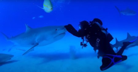 Un scafandru si un rechin urias, cei mai <span style='background:#EDF514'>BUNI PRIETENI</span>: Este sensibil si jucaus