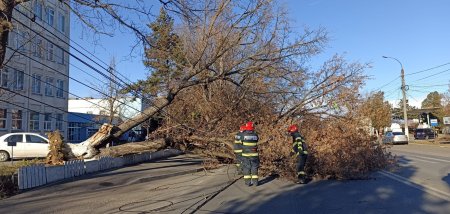 Efectele vantului puternic. Un arbore a cazut in Giurgiu peste un autoturism in care se aflau doua persoane