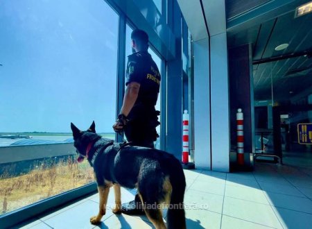 Un caine politist a ajutat la depistarea pe aeroportul Henri Coanda a peste 4.000 de pachete cu <span style='background:#EDF514'>TIGARI DE CONTRABANDA</span>